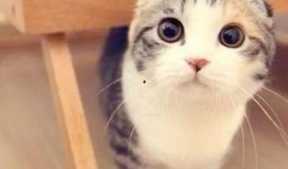 娱乐吃瓜君和折耳猫后续,一场跨界奇遇记